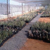 1img00600 20120711 1052